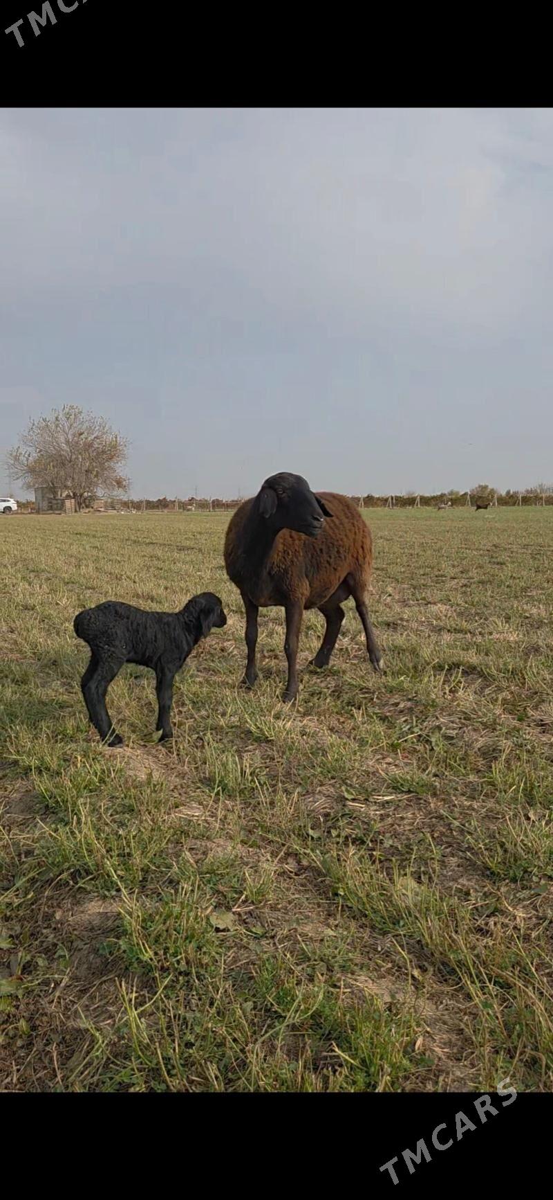 Gisar guzuly goyun arginal - Aşgabat - img 4