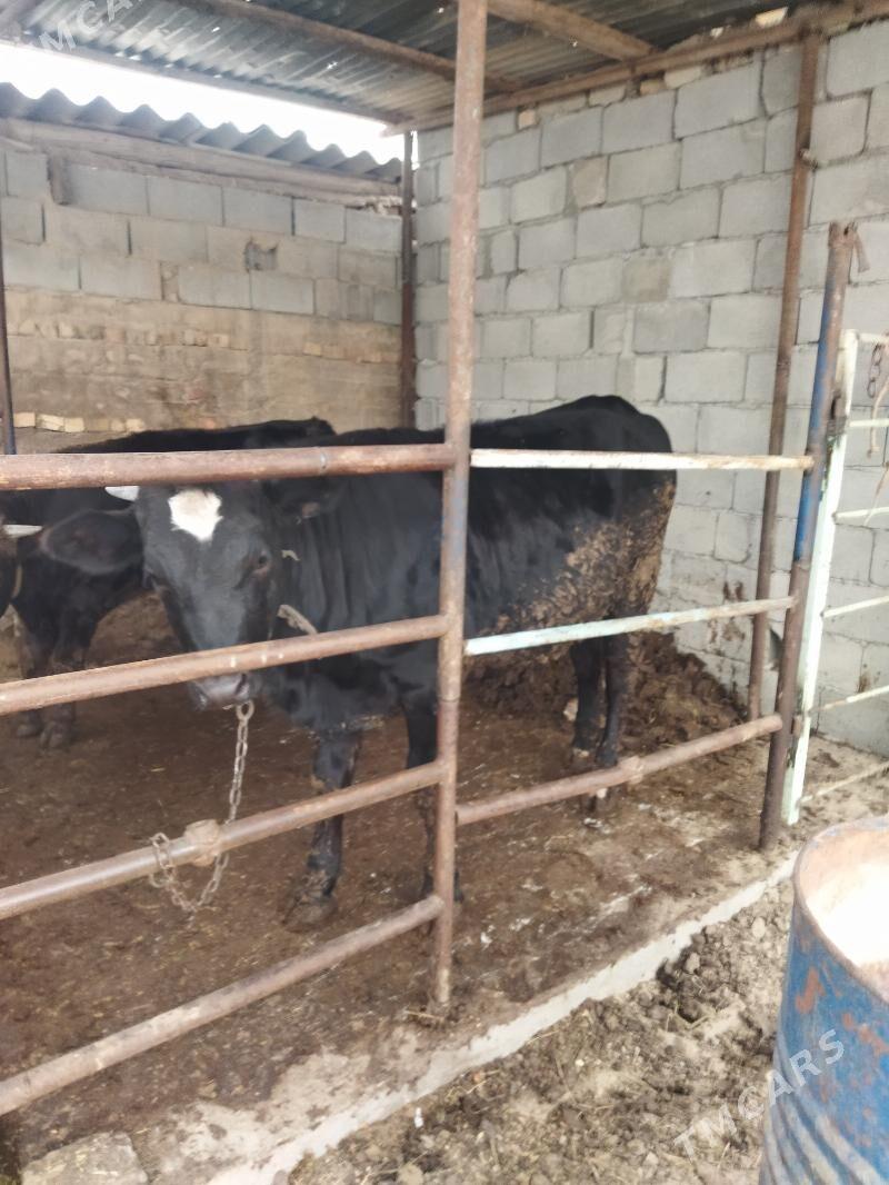 tūve gibrit - Кëши - img 2