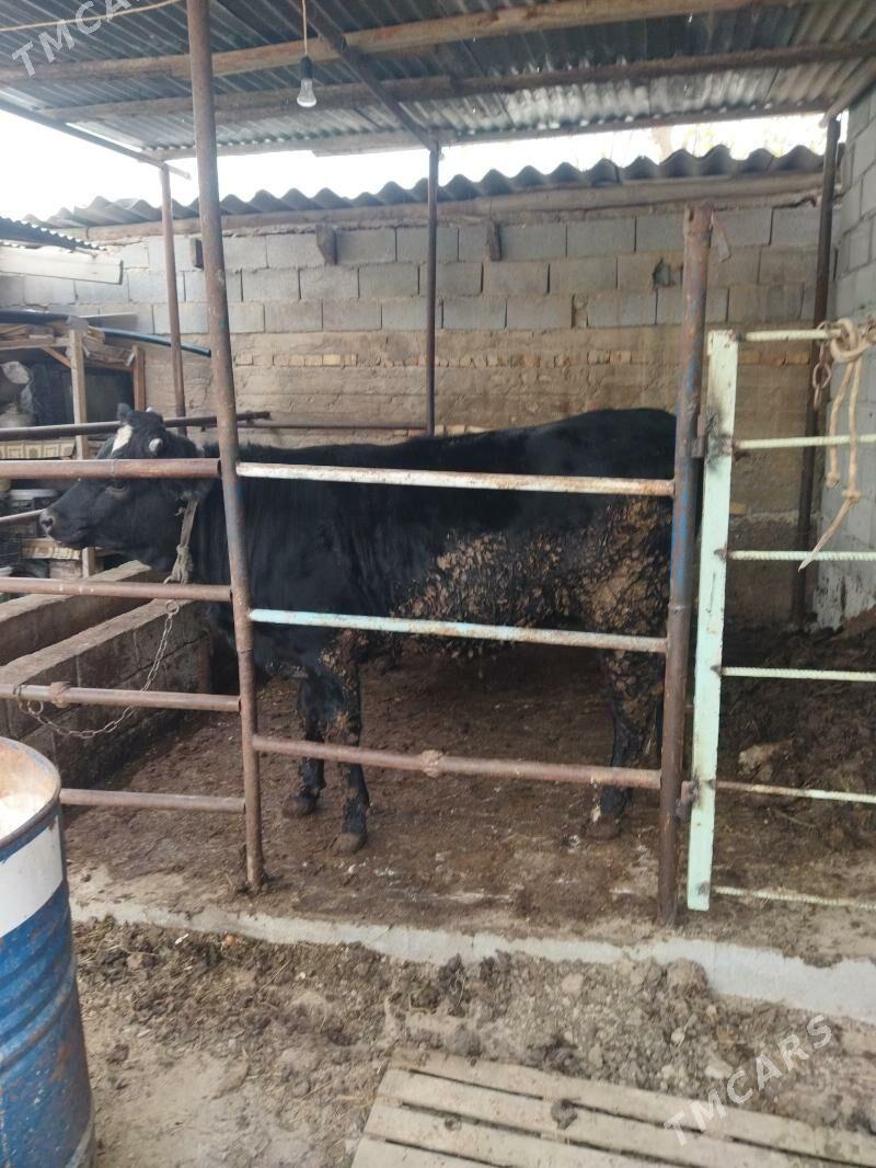 tūve gibrit - Кëши - img 3