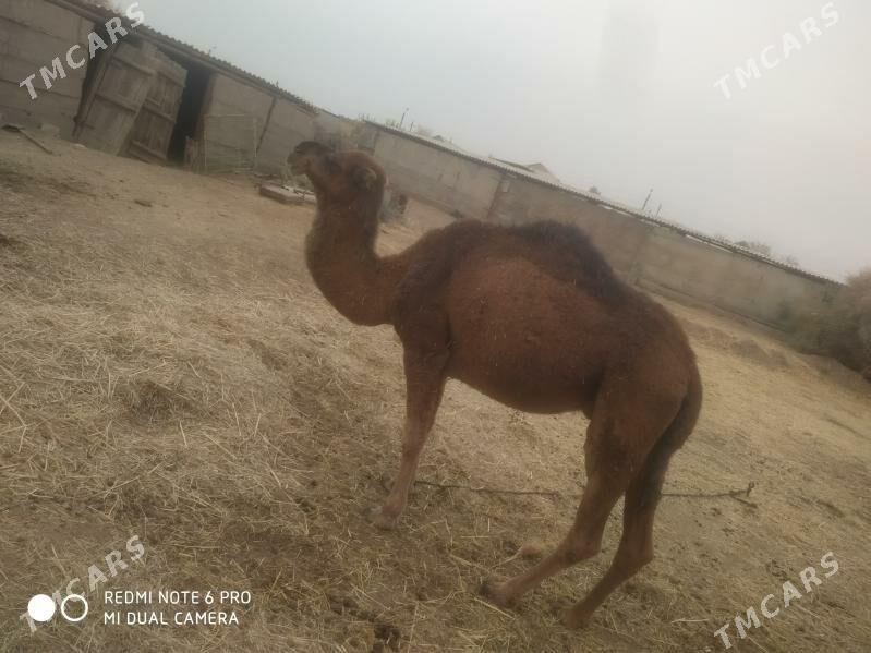 düýe - Теджен - img 3