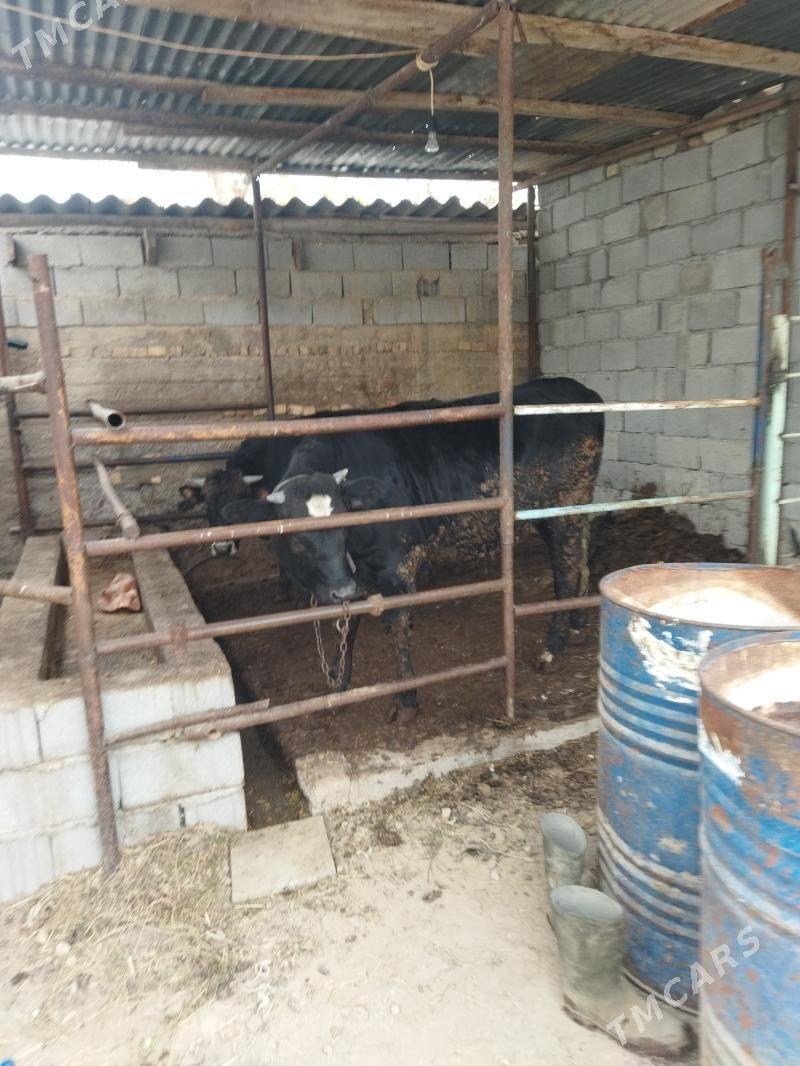 tūve gibrit - Кëши - img 4