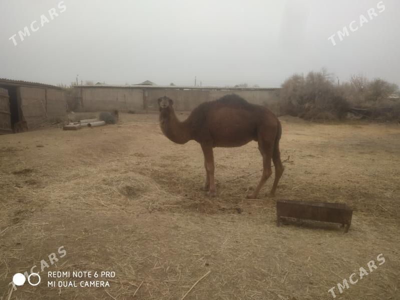 düýe - Теджен - img 2