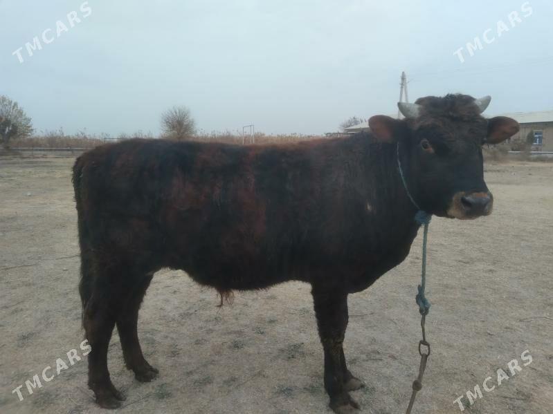 baklyk öküz - Туркменабат - img 2