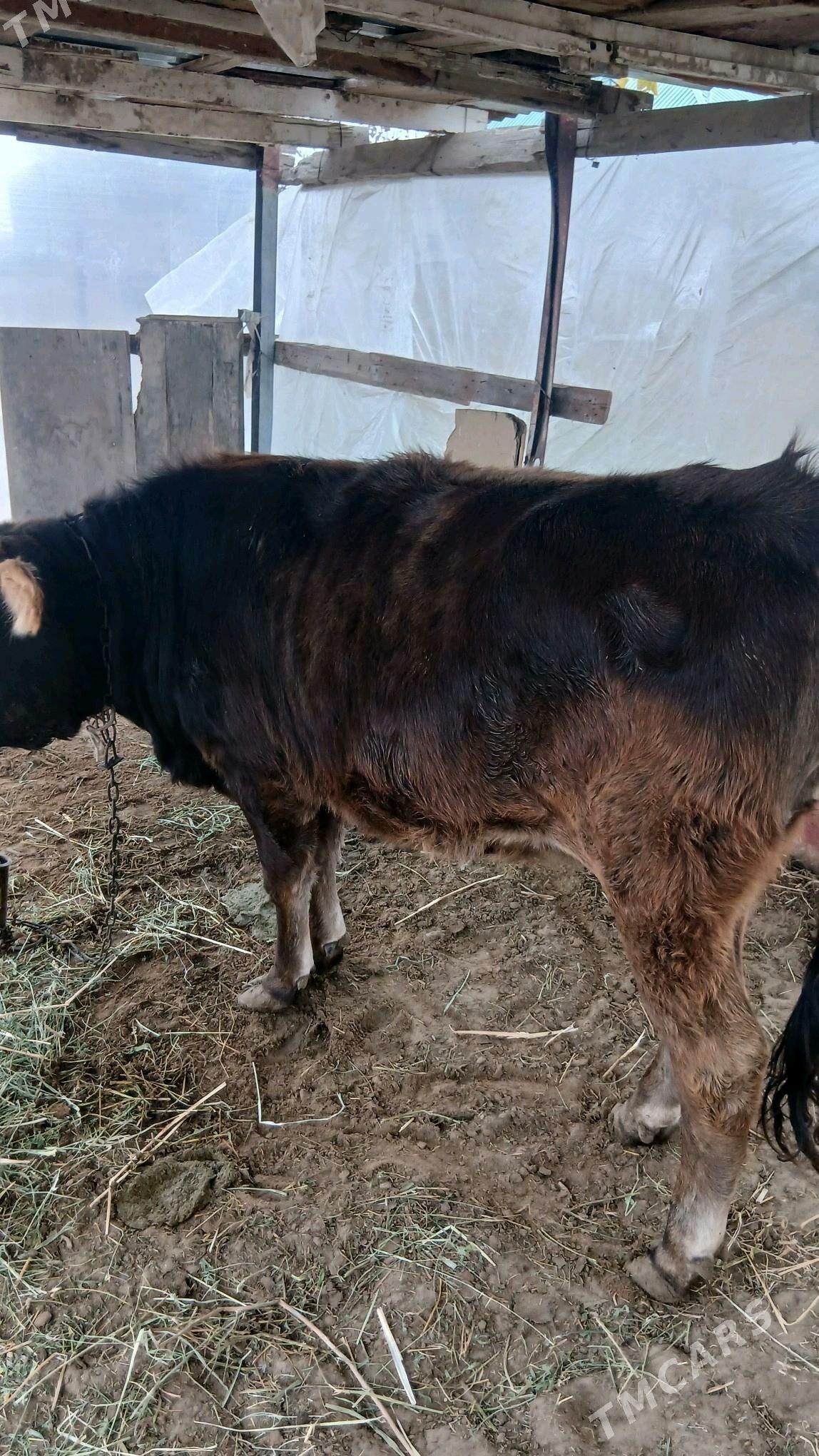 tuwe - Gökdepe - img 1