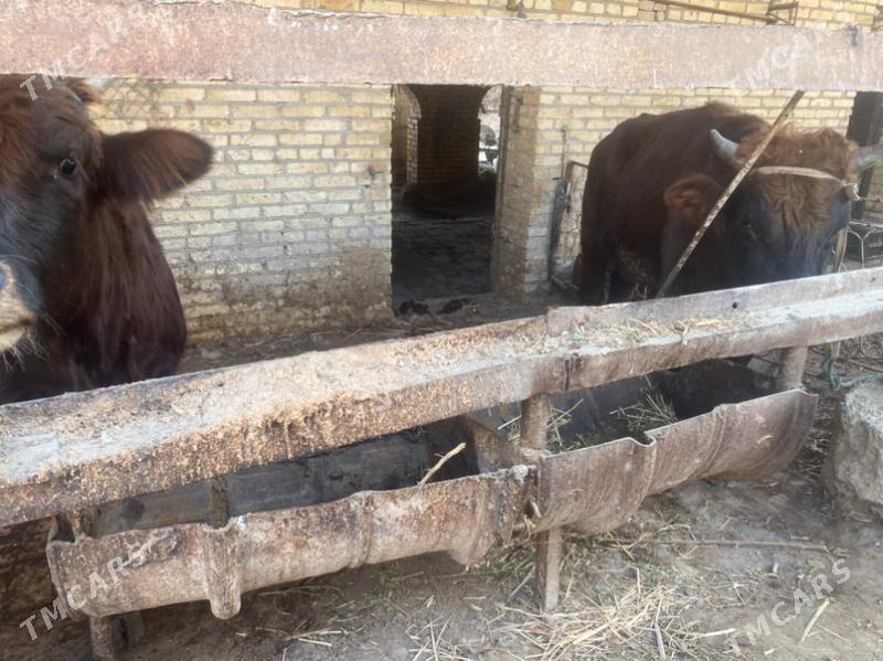 самиз окузлар - Чарджоу - img 5