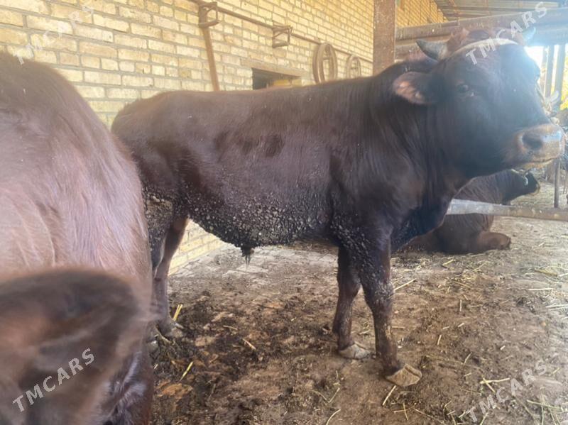 самиз окузлар - Чарджоу - img 10