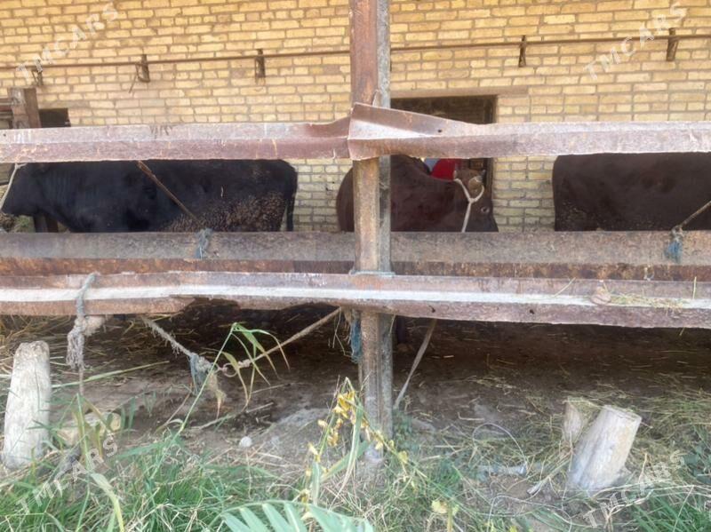 самиз окузлар - Чарджоу - img 3