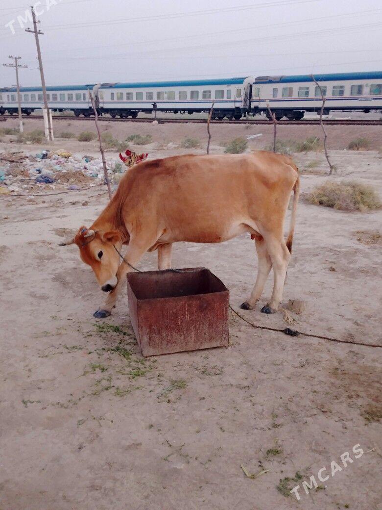 sygyr - Бахарден - img 2