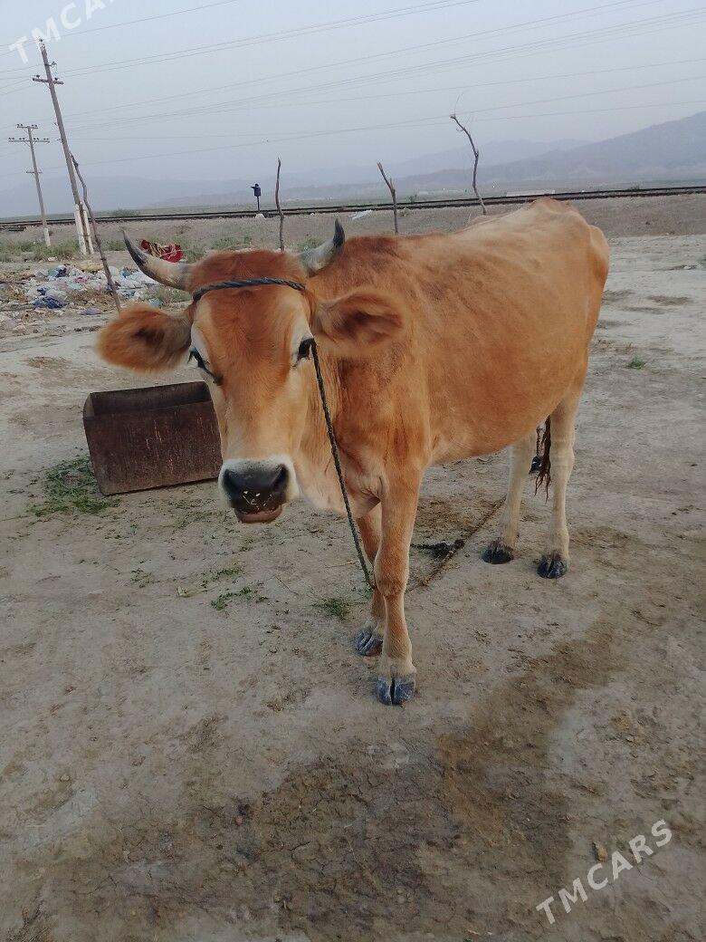 sygyr - Бахарден - img 5