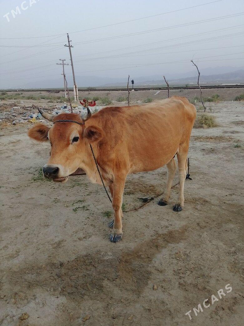 sygyr - Бахарден - img 3