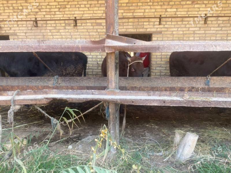 самиз окузлар - Чарджоу - img 2