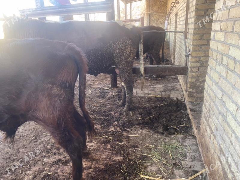 самиз окузлар - Чарджоу - img 9