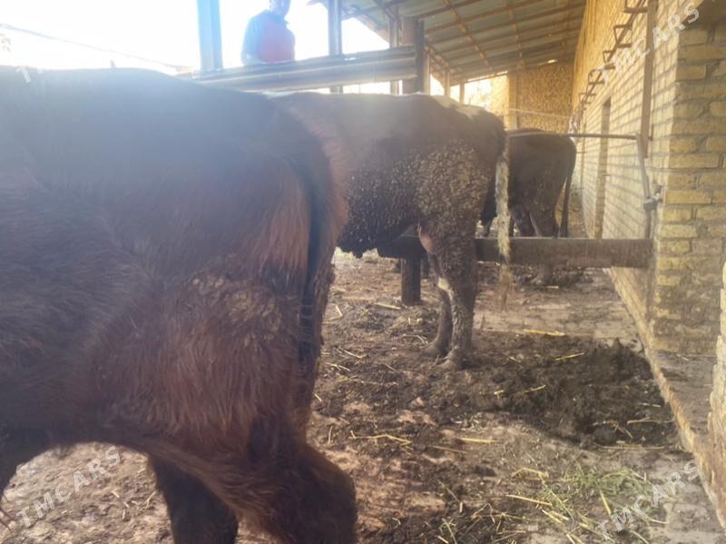 самиз окузлар - Чарджоу - img 8