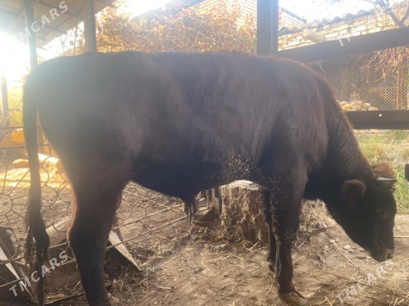 самиз окузлар - Чарджоу - img 6