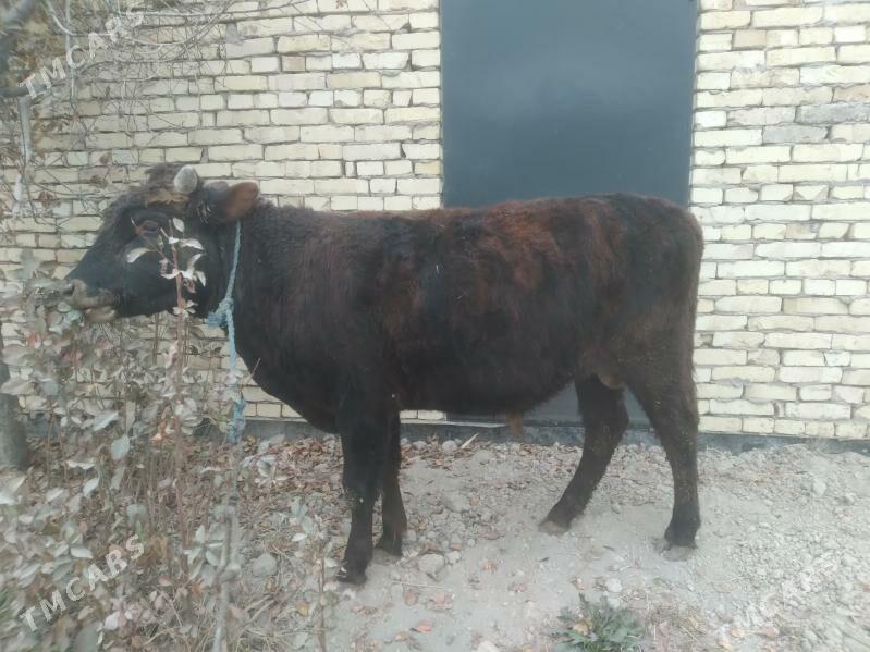 baklyk öküz - Туркменабат - img 4