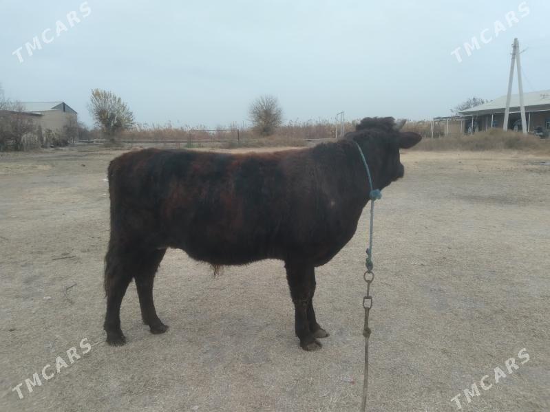 baklyk öküz - Туркменабат - img 6