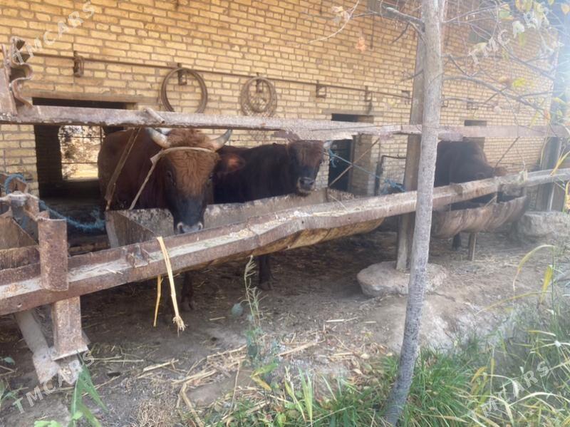 самиз окузлар - Чарджоу - img 1