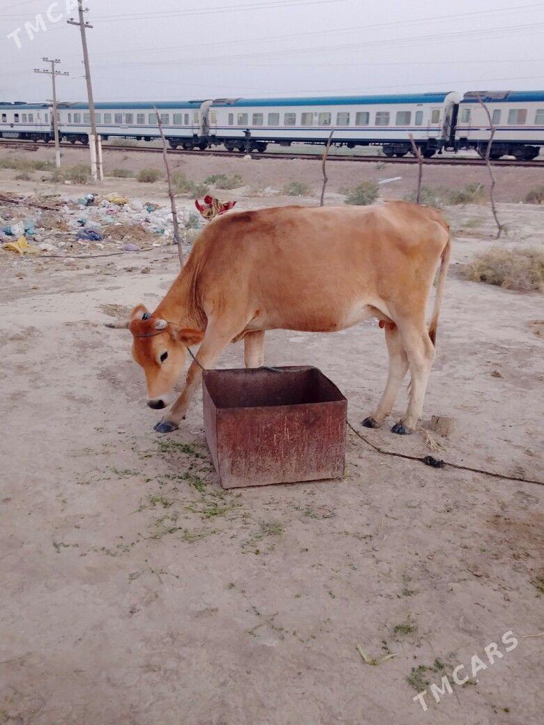 sygyr - Бахарден - img 4