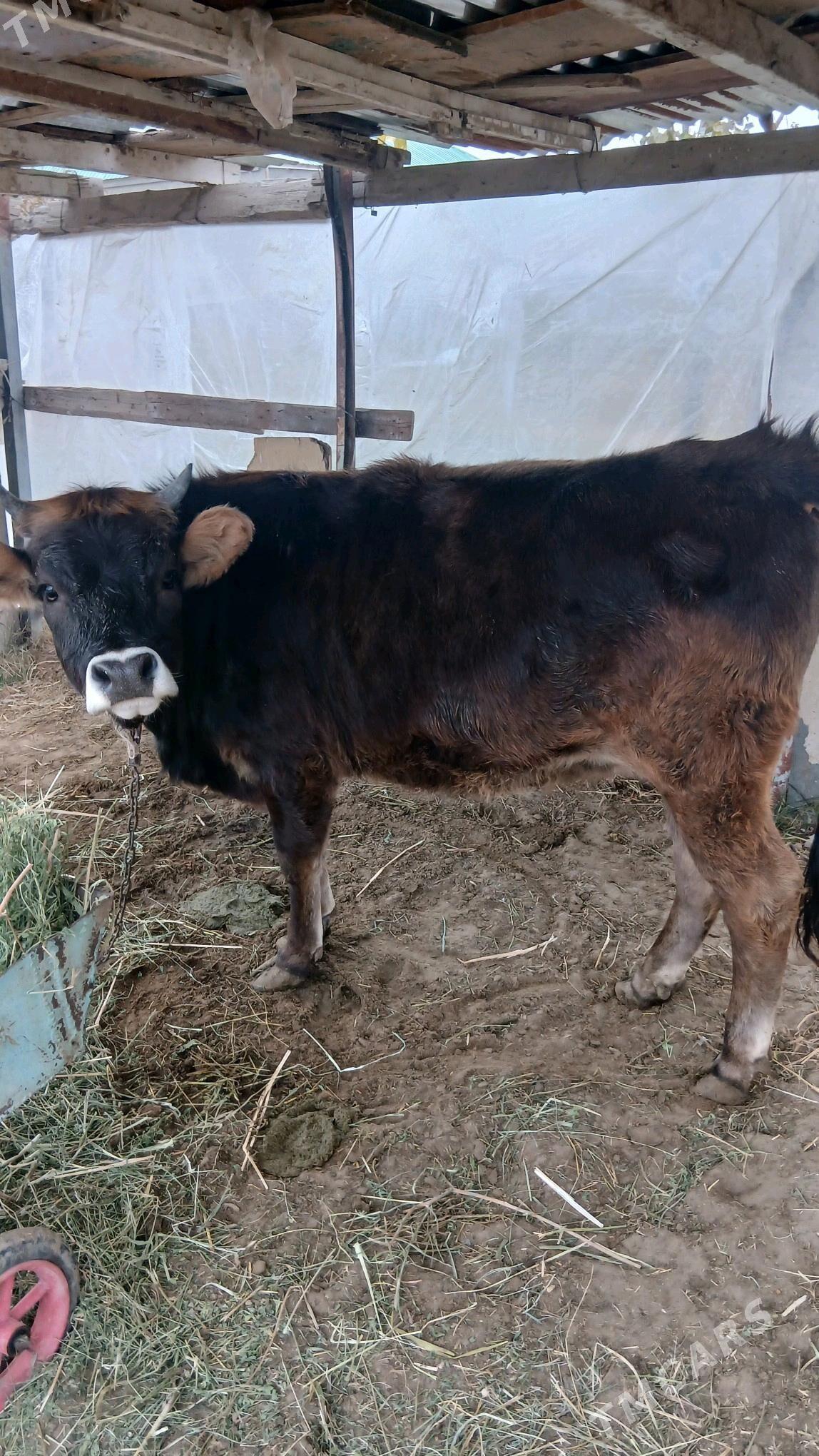 tuwe - Gökdepe - img 2