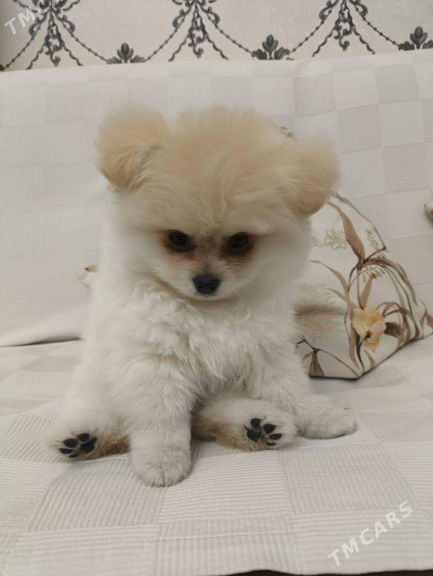 померанский шпиц - Gurtly - img 1