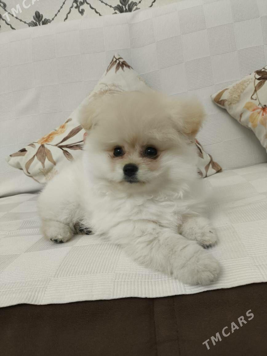 померанский шпиц - Gurtly - img 2