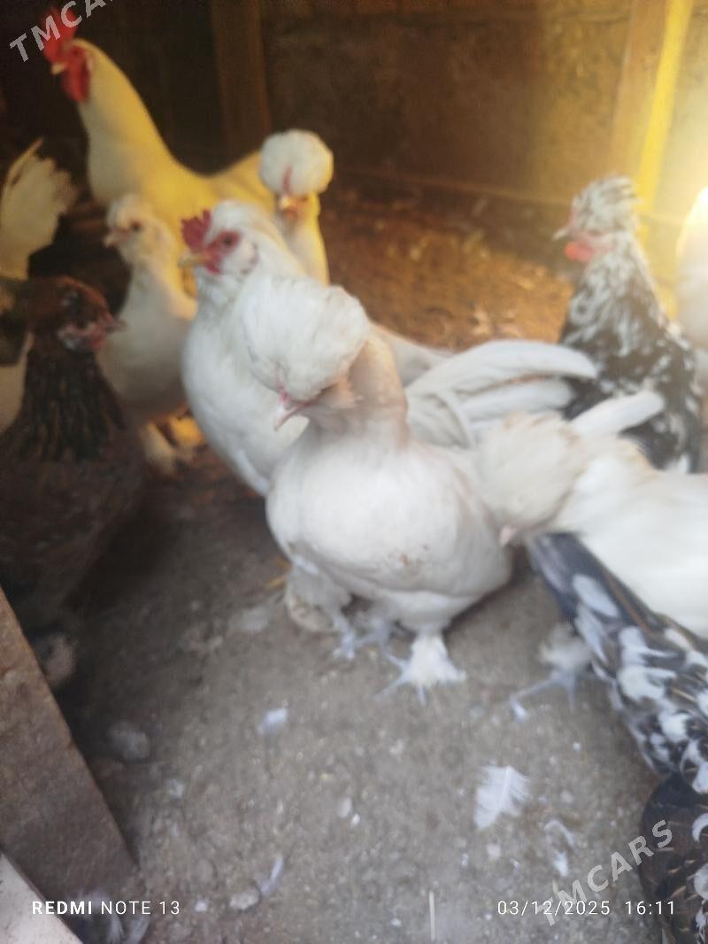 Япончик юмурта - Çärjew - img 3