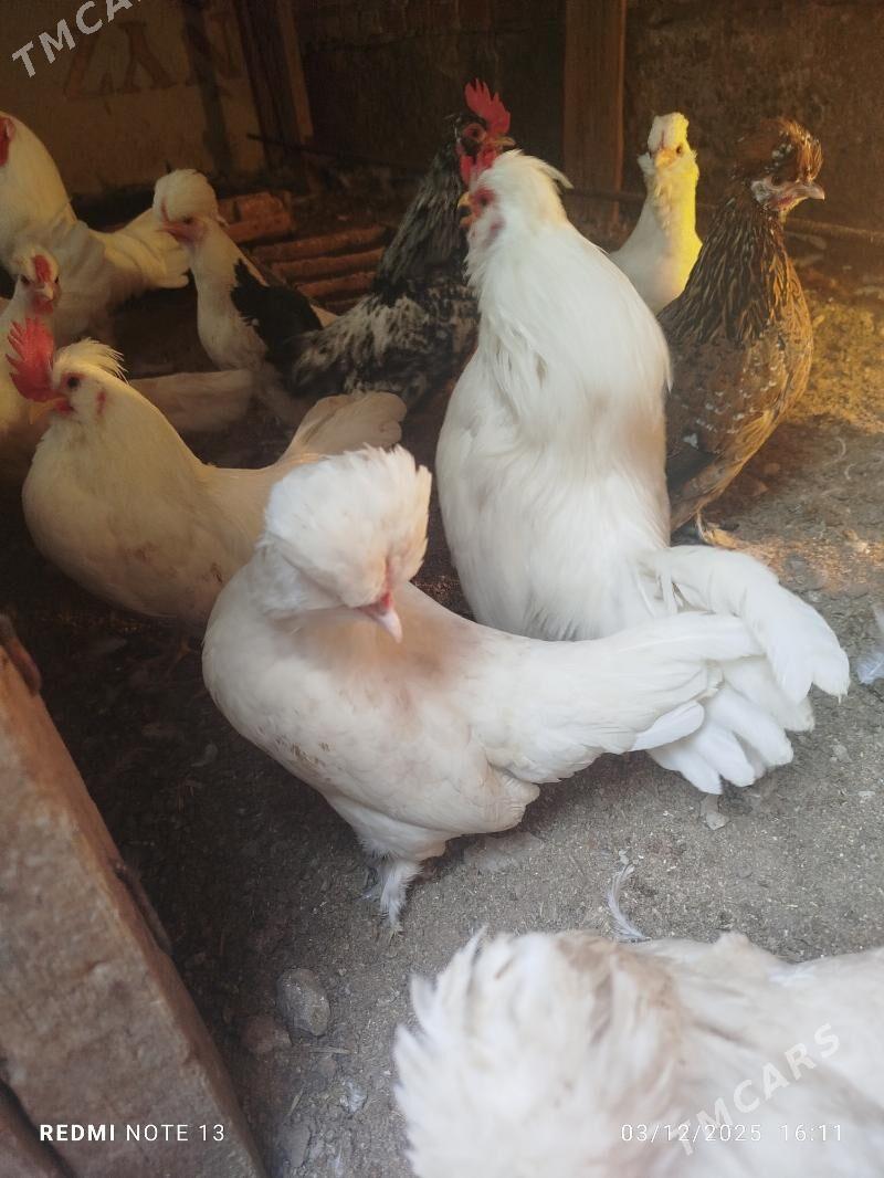 Япончик юмурта - Çärjew - img 2