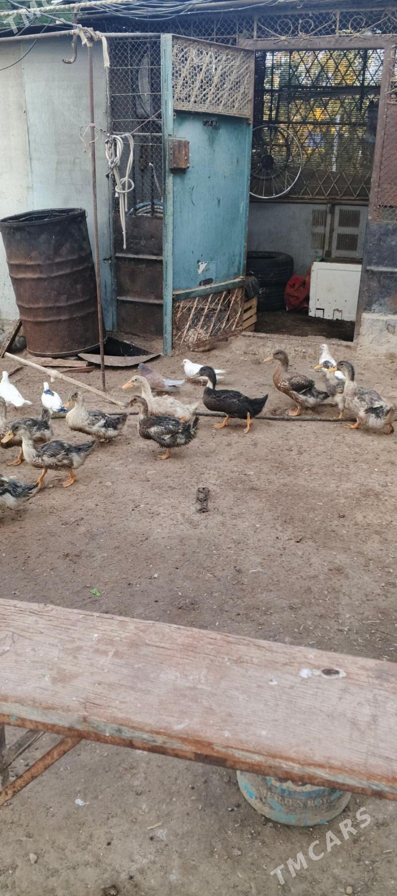 ordek - Балканабат - img 4