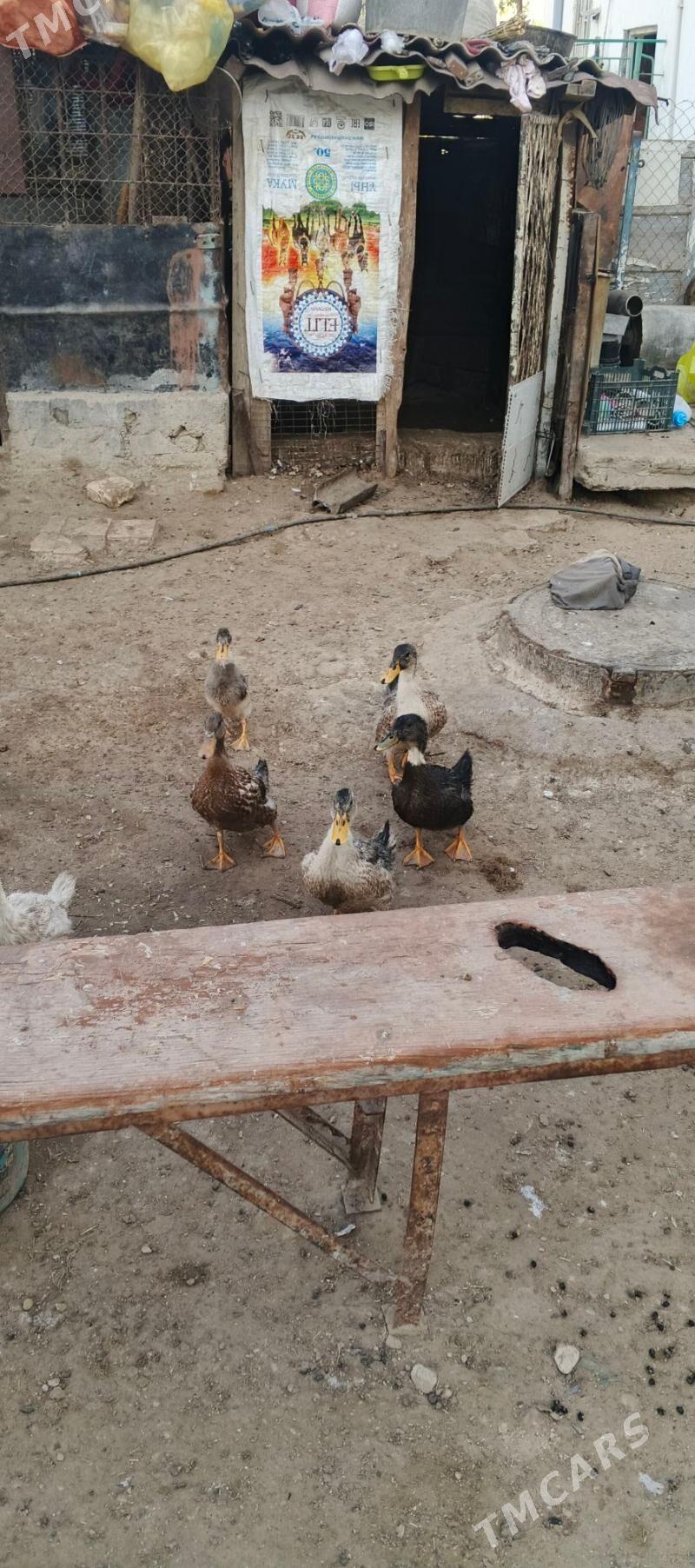 ordek - Балканабат - img 2