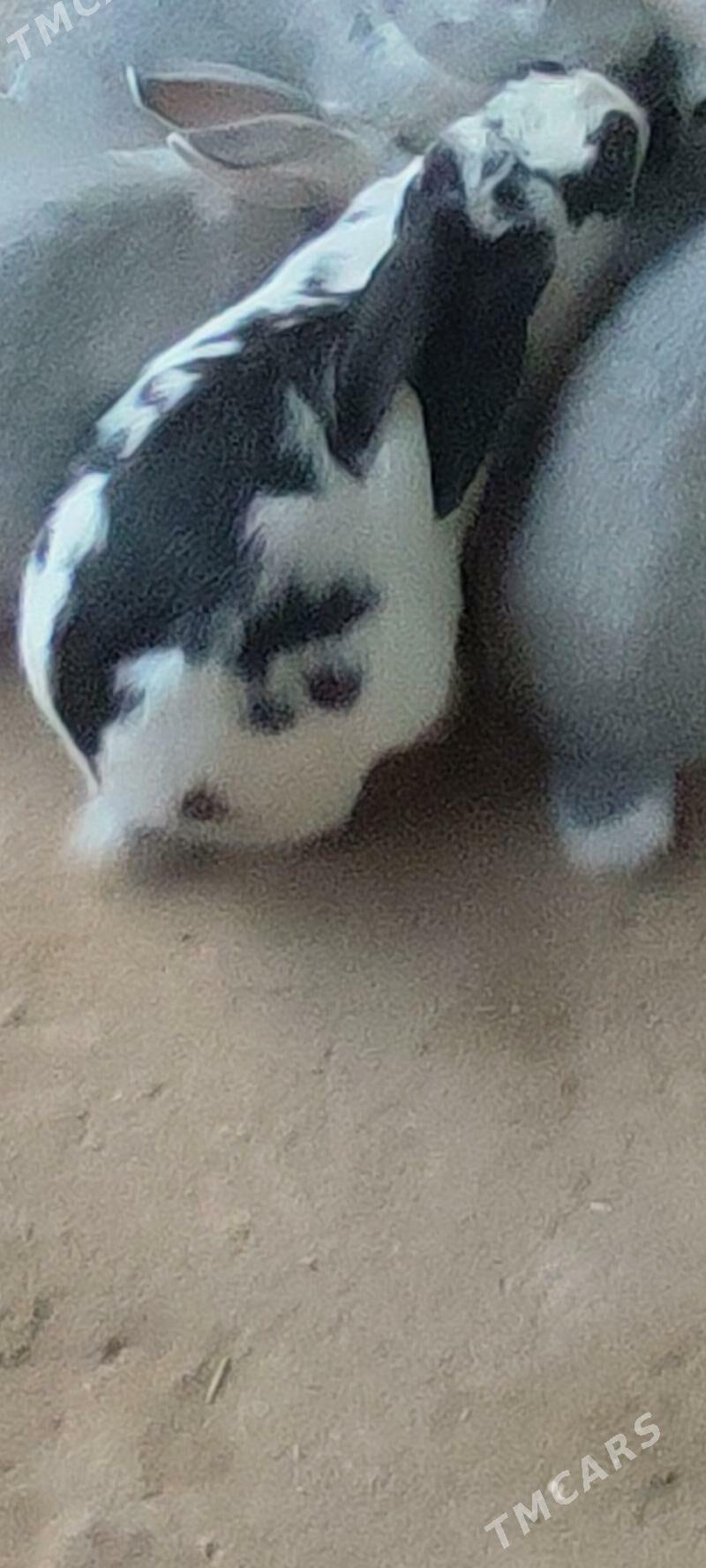 1 йыл болан ургачы товшан - Türkmenabat - img 2