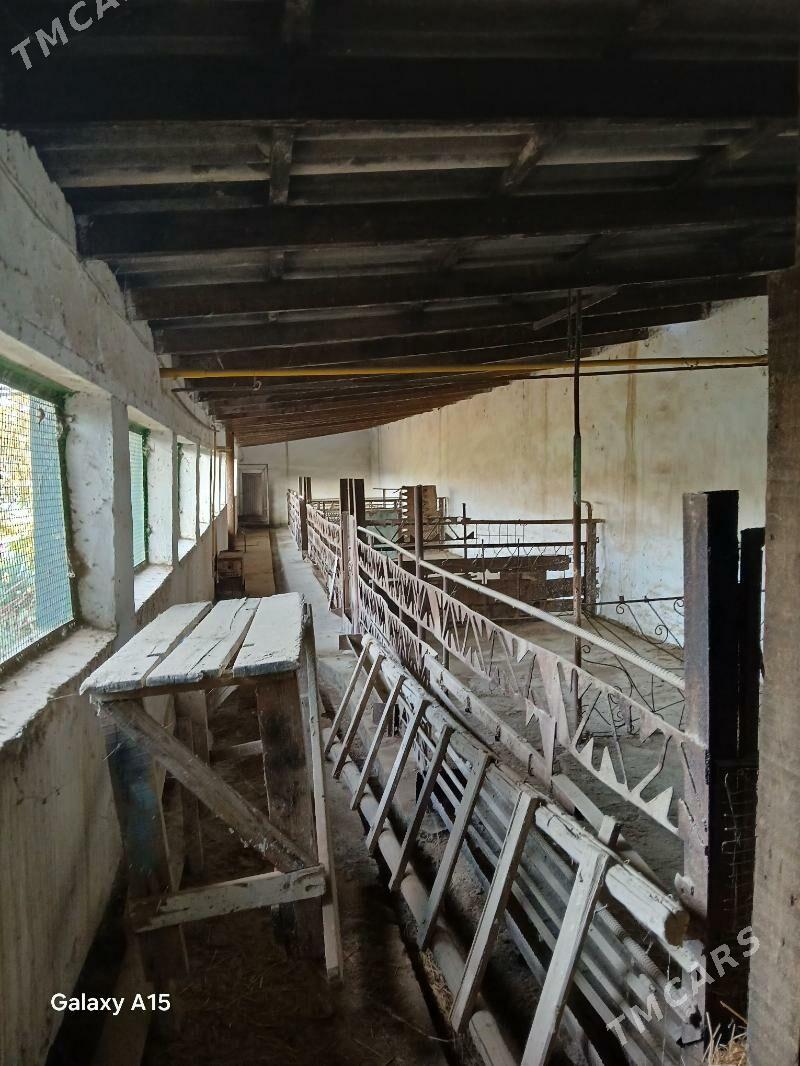 дом дача ховлы жай - Туркменабат - img 7