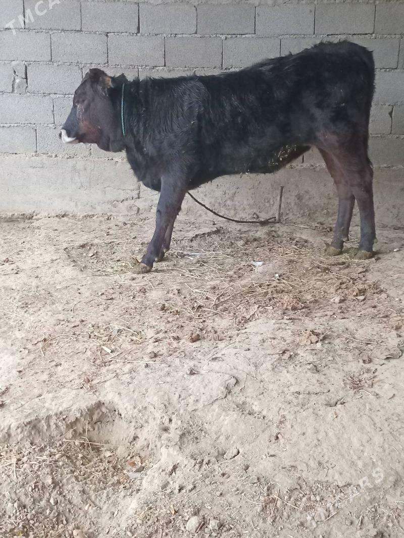 swes tuwe - Бахарден - img 3