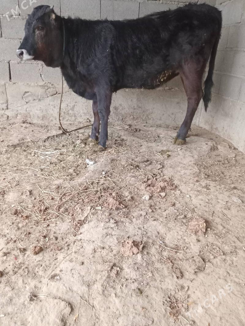 swes tuwe - Бахарден - img 2