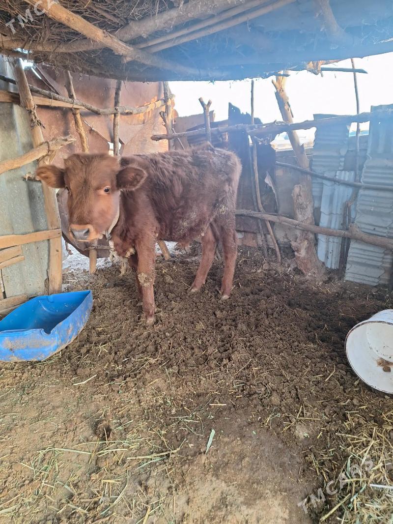 öküz - Бабадайхан - img 1