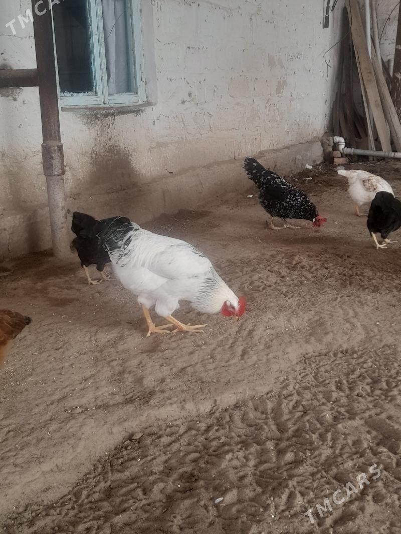 adler horaz - Гумдаг - img 2