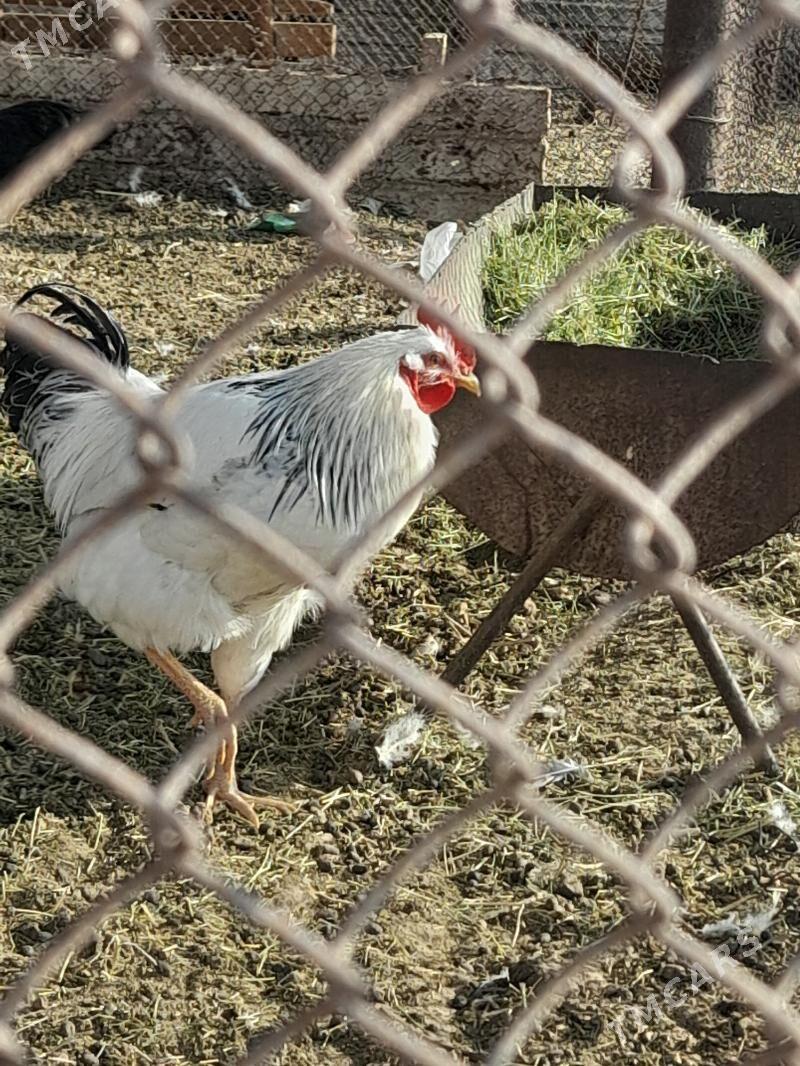 adler horaz - Гумдаг - img 3