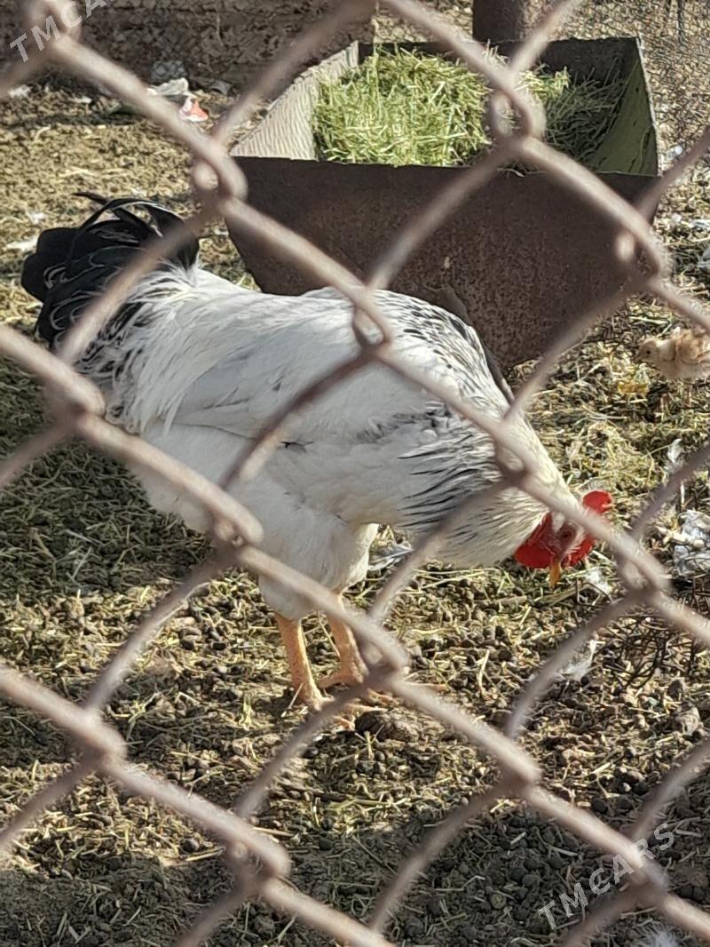 adler horaz - Гумдаг - img 4