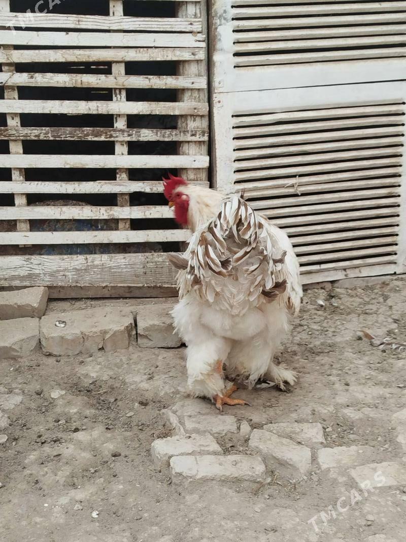 brama horaz - Векильбазар - img 2