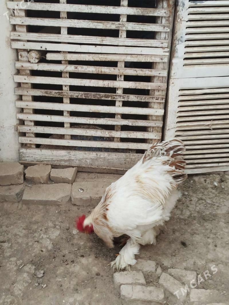 brama horaz - Векильбазар - img 3