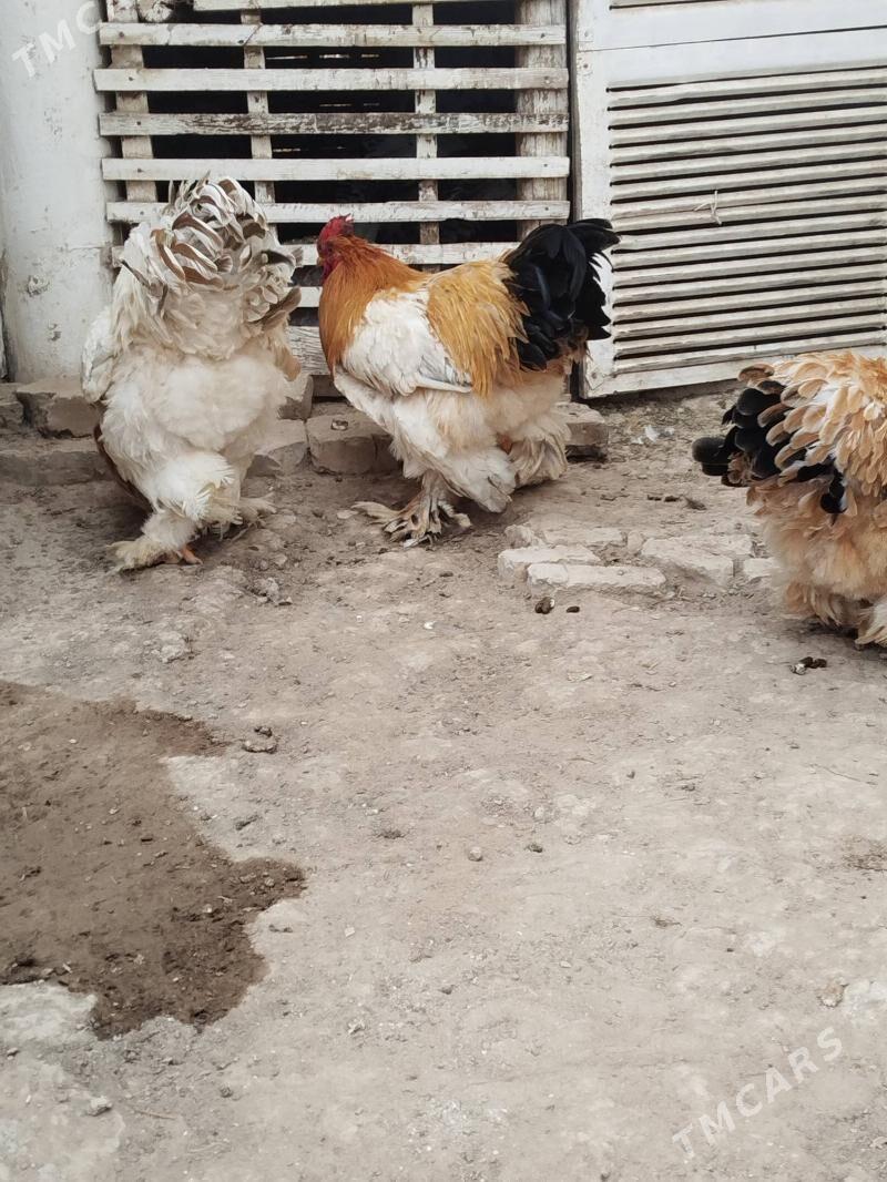 brama horaz - Векильбазар - img 6