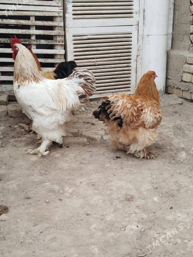 brama horaz - Векильбазар - img 4