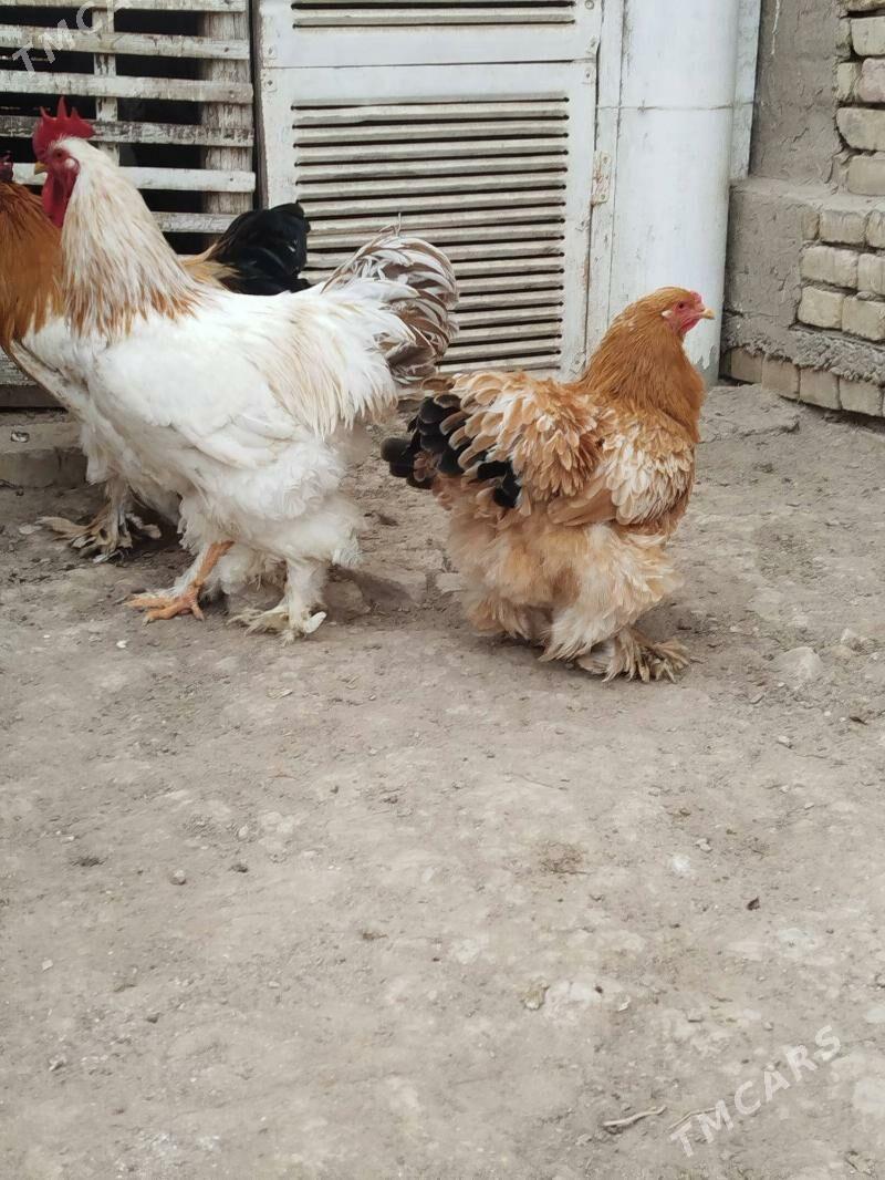 brama horaz - Векильбазар - img 5