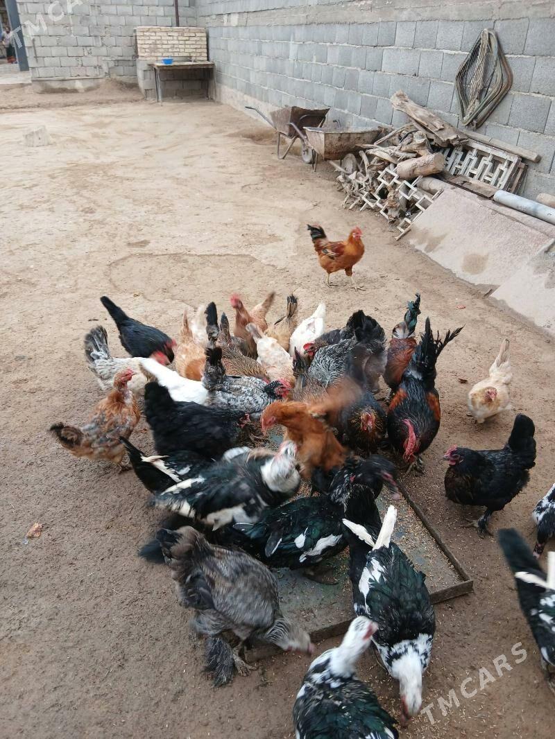 tower - Гызыларбат - img 4