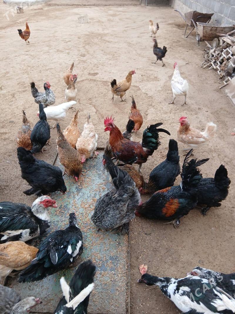 tower - Гызыларбат - img 3