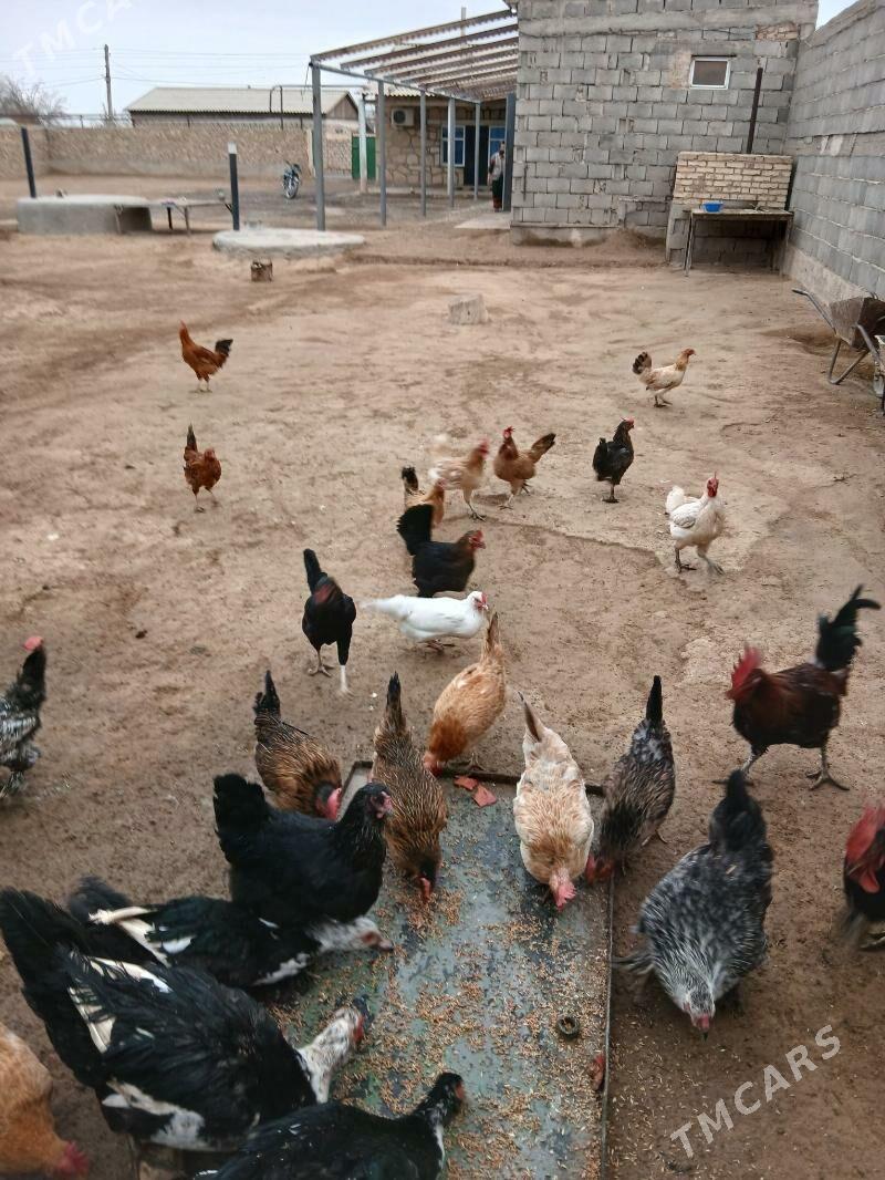 tower - Гызыларбат - img 5