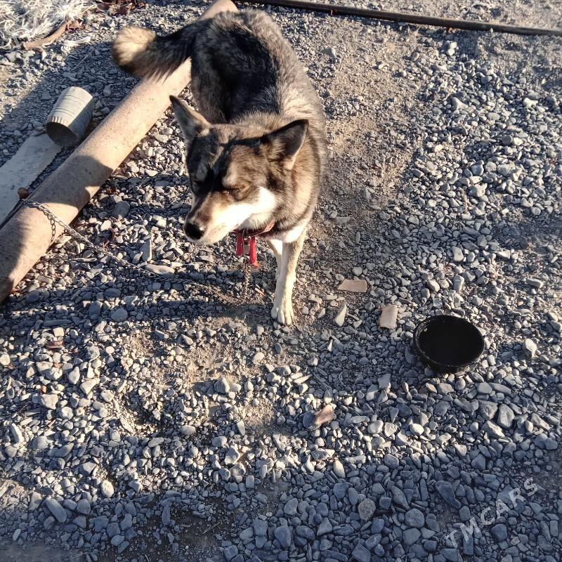 hayski gujuk - Гёкдепе - img 3