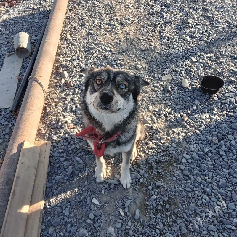 hayski gujuk - Гёкдепе - img 2