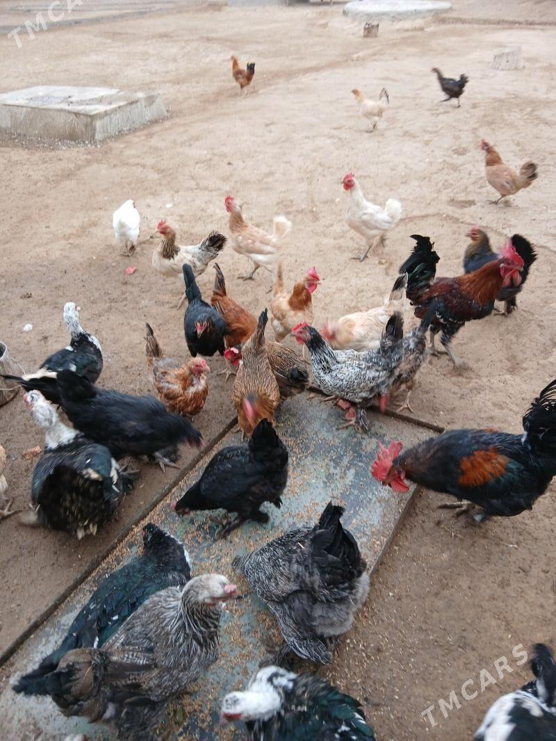 tower - Гызыларбат - img 2