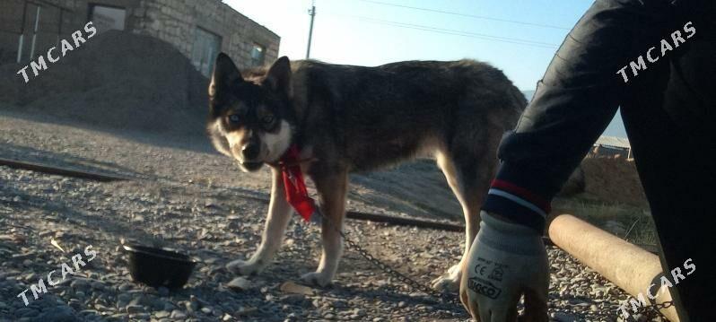 hayski gujuk - Гёкдепе - img 4