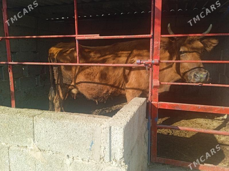 sygyr - Кипджак - img 2